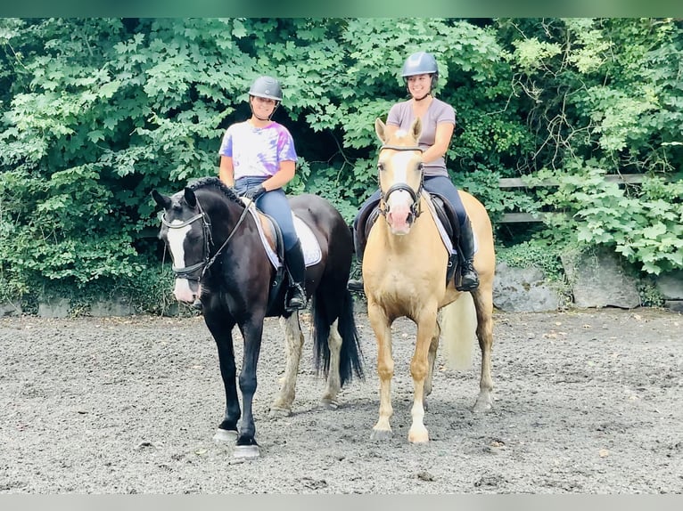 Connemara Mix Merrie 5 Jaar 155 cm Zwart in Mountrath