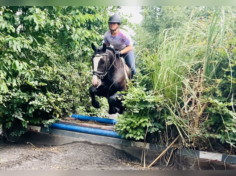 Connemara Mix Merrie 5 Jaar 155 cm Zwart in Mountrath