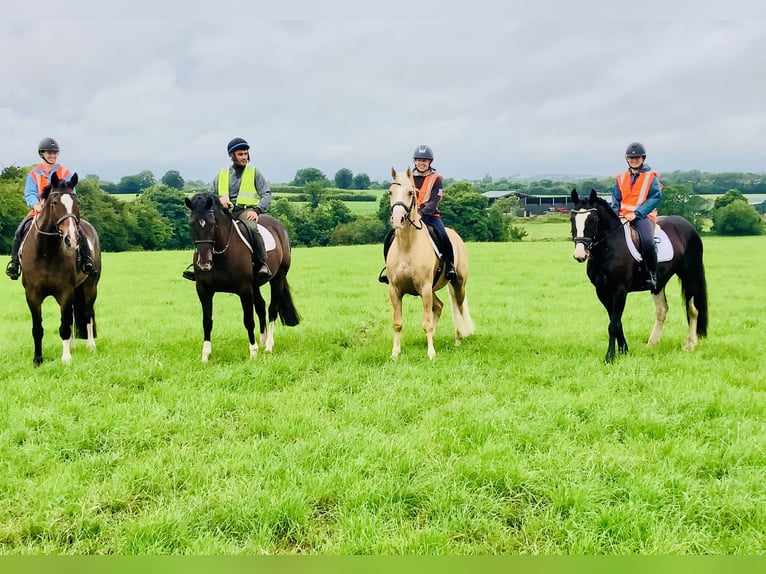 Connemara Mix Merrie 5 Jaar 155 cm Zwart in Mountrath