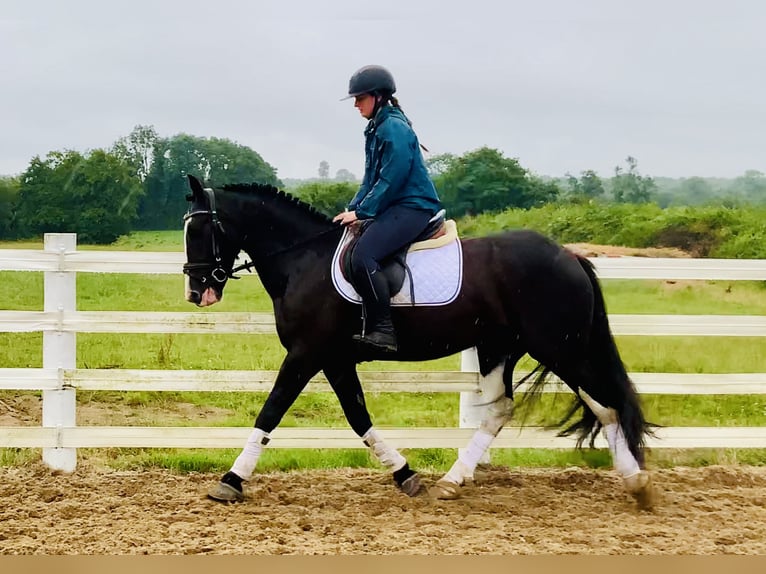 Connemara Mix Merrie 5 Jaar 155 cm Zwart in Mountrath