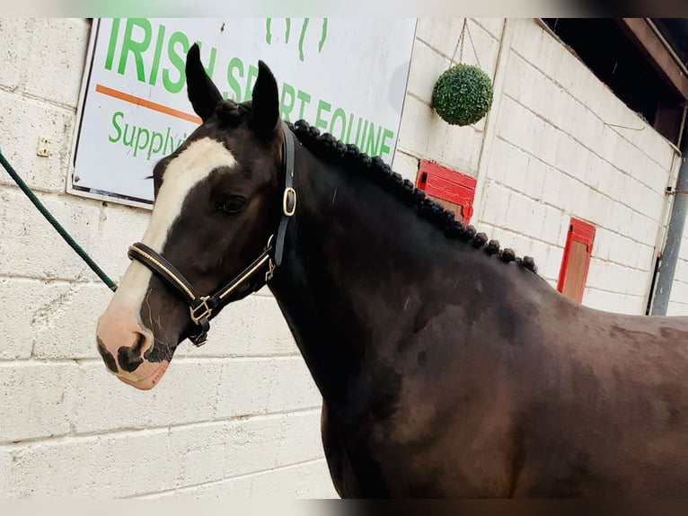 Connemara Mix Merrie 5 Jaar 155 cm Zwart in Mountrath