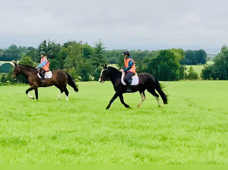 Connemara Mix Merrie 5 Jaar 155 cm Zwart in Mountrath