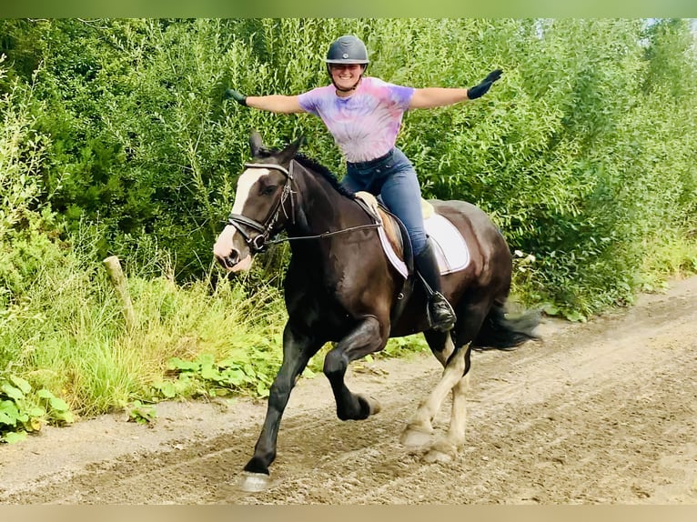 Connemara Mix Merrie 5 Jaar 155 cm Zwart in Mountrath