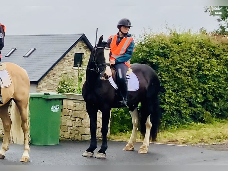 Connemara Mix Merrie 5 Jaar 155 cm Zwart in Mountrath