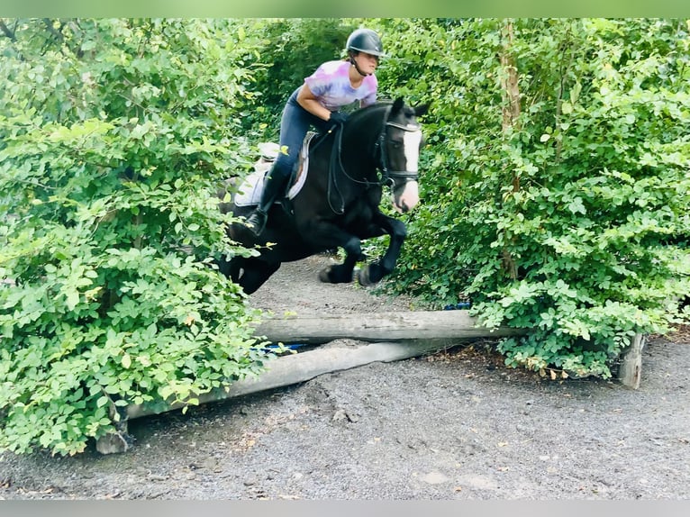 Connemara Mix Merrie 5 Jaar 155 cm Zwart in Mountrath