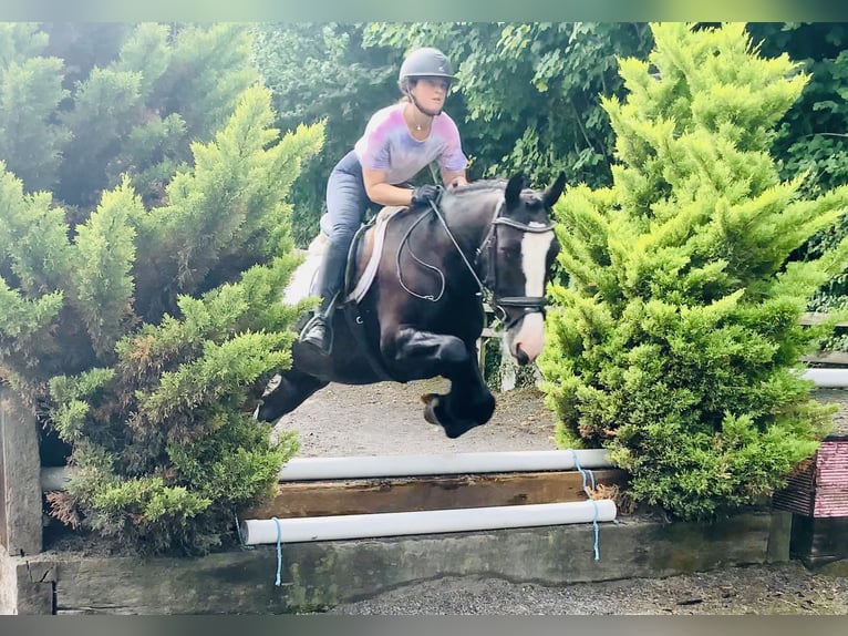 Connemara Mix Merrie 5 Jaar 155 cm Zwart in Mountrath