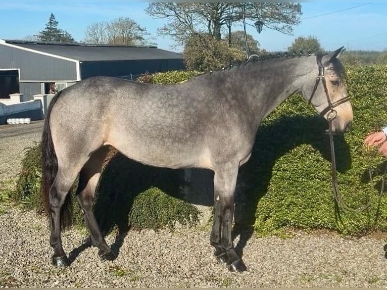 Connemara Merrie 6 Jaar 138 cm Falbe in Co .Sligo