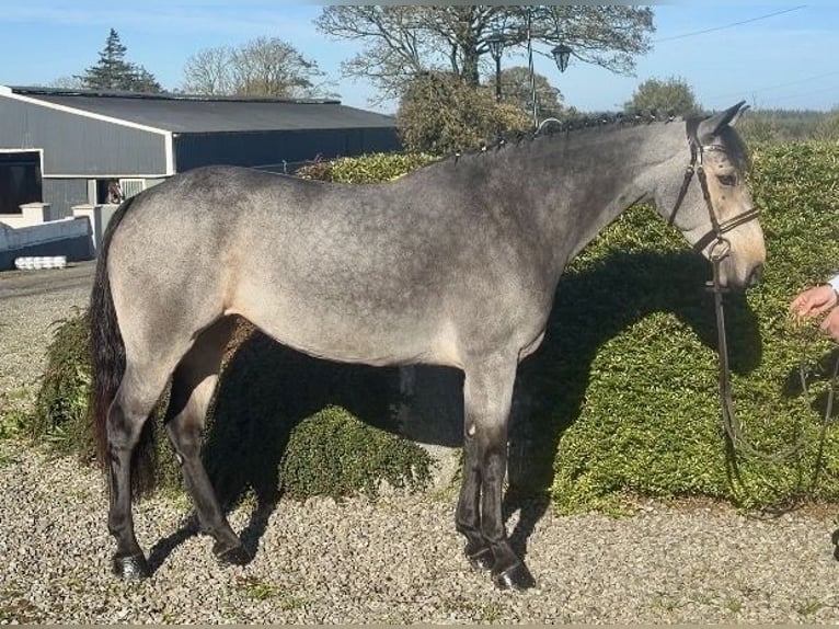 Connemara Merrie 6 Jaar 138 cm Falbe in Co. Sligo