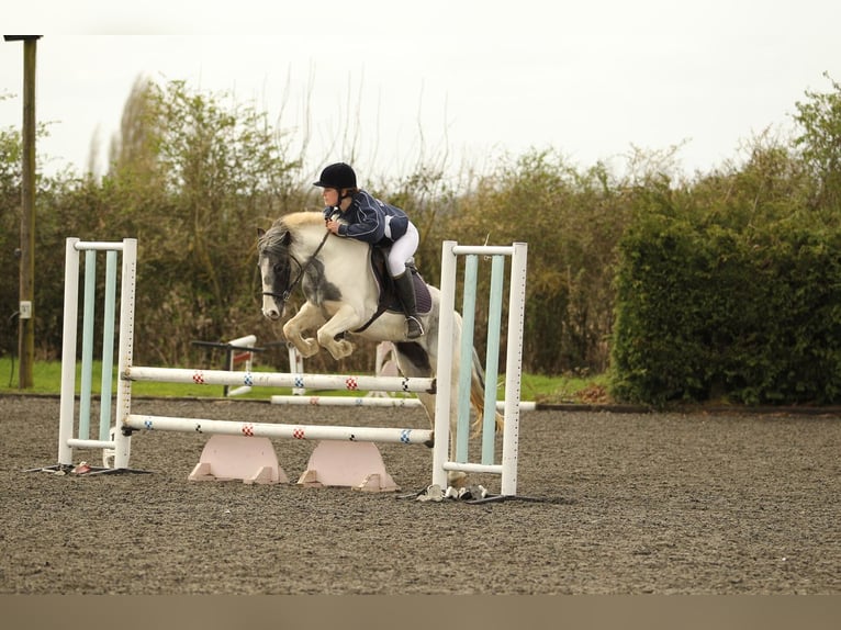 Connemara Mix Merrie 6 Jaar 138 cm Gevlekt-paard in Olney