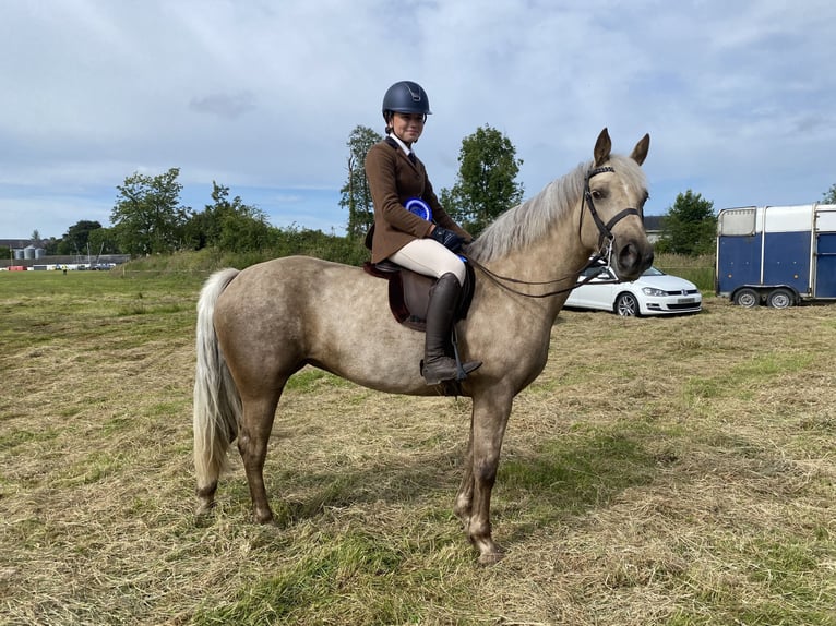 Connemara Merrie 6 Jaar 145 cm Palomino in Mullingar