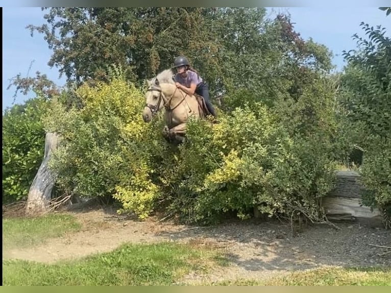 Connemara Merrie 6 Jaar 145 cm Palomino in Mullingar