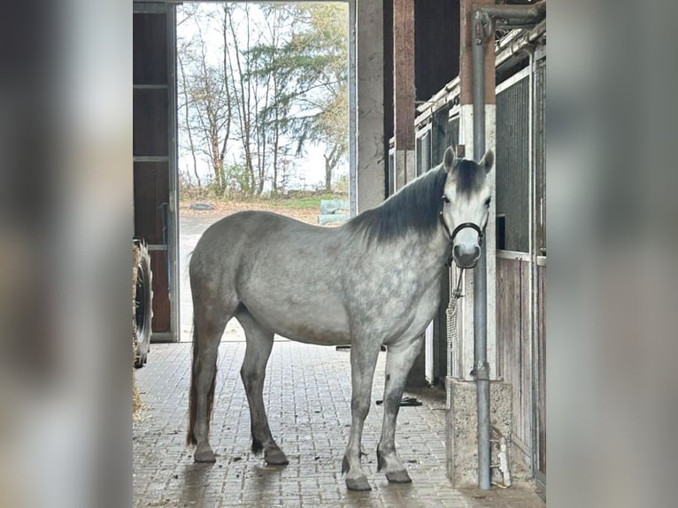 Connemara Merrie 6 Jaar 145 cm Schimmel in Weilburg