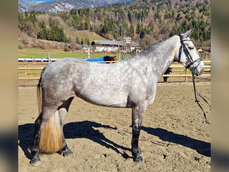 Connemara Merrie 6 Jaar 146 cm Blauwschimmel in Gummern