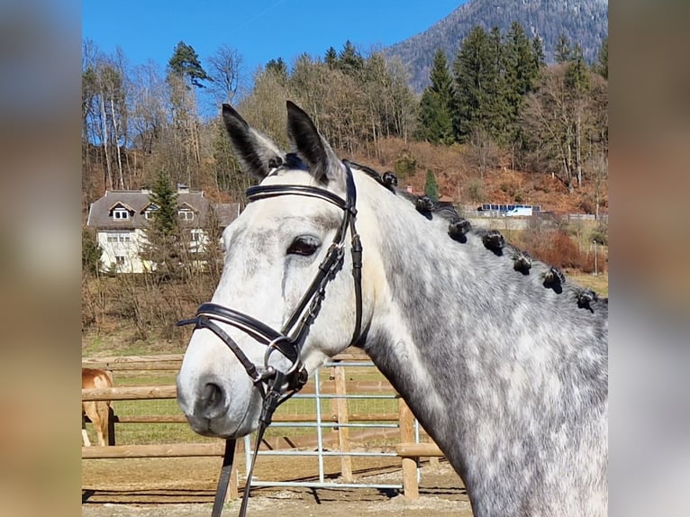 Connemara Merrie 6 Jaar 146 cm Blauwschimmel in Gummern