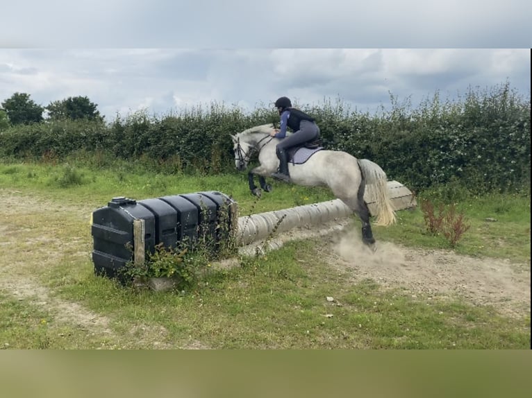 Connemara Merrie 6 Jaar 146 cm Schimmel in Athlone