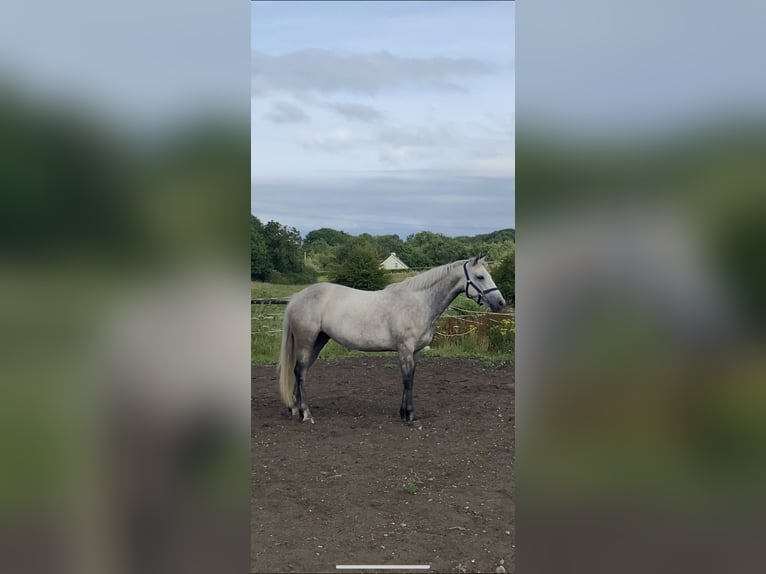 Connemara Merrie 6 Jaar 146 cm Schimmel in Athlone
