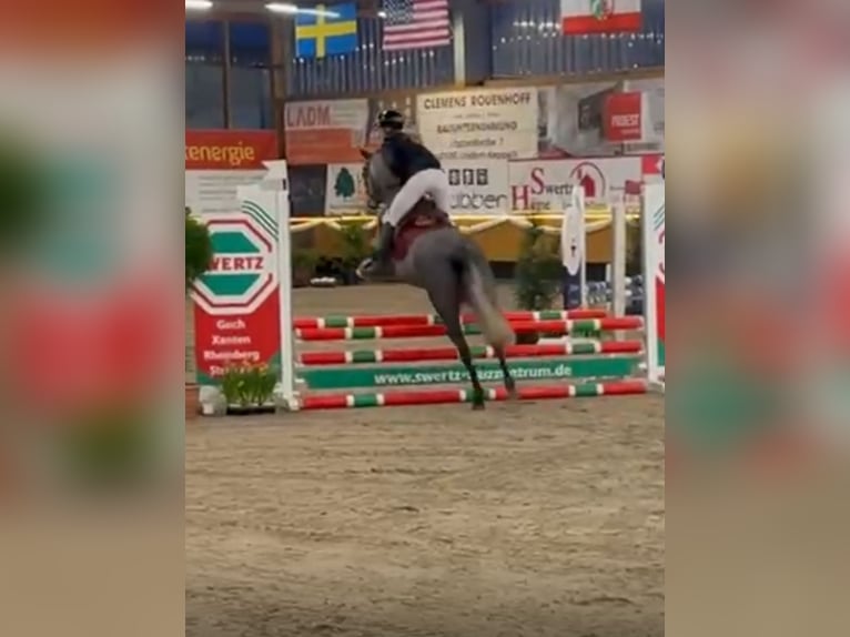 Connemara Mix Merrie 6 Jaar 146 cm Schimmel in Hünxe