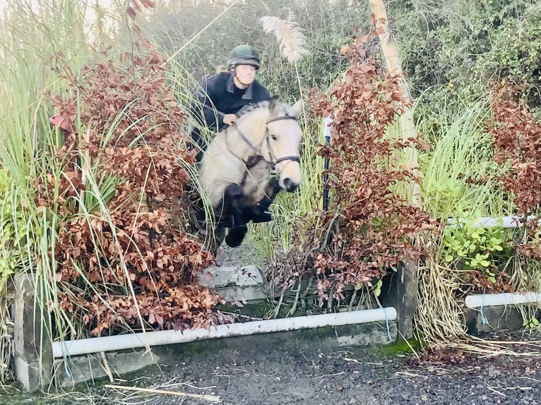 Connemara Merrie 6 Jaar 147 cm Falbe in Mountrath