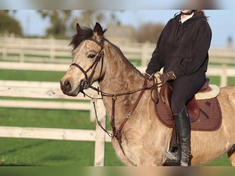 Connemara Merrie 6 Jaar 151 cm Falbe in Bogaarden