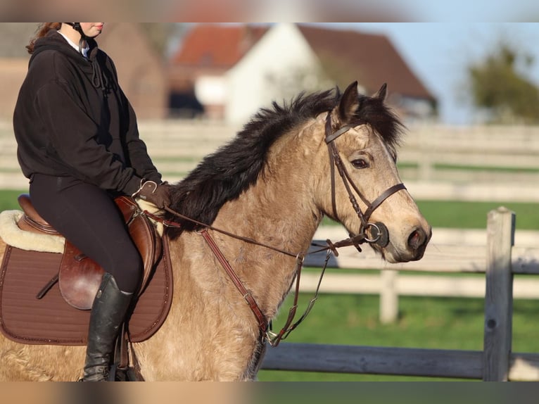 Connemara Merrie 6 Jaar 151 cm Falbe in Bogaarden