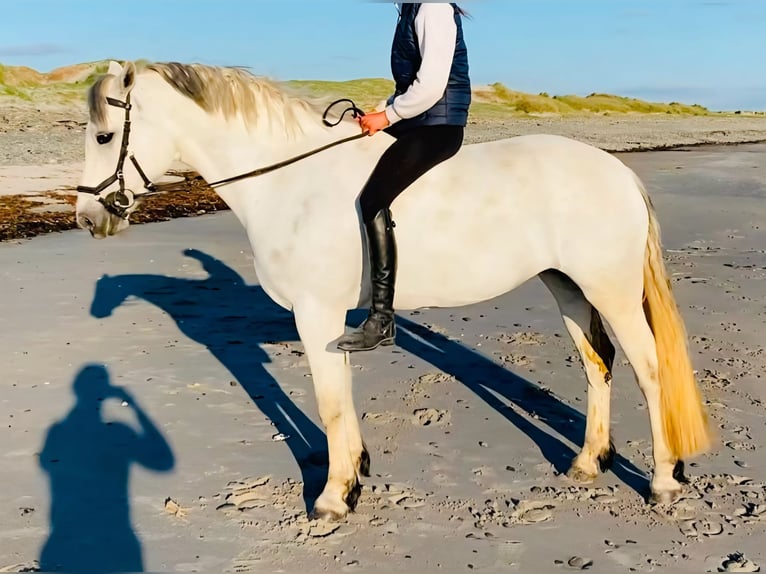 Connemara Merrie 6 Jaar 155 cm Appelschimmel in Wachtendonk