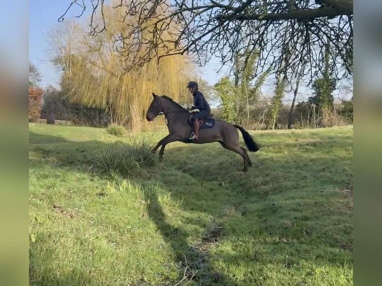 Connemara Merrie 6 Jaar 155 cm Roodbruin in Essex