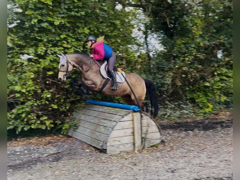 Connemara Merrie 6 Jaar 157 cm Falbe in Mountrath, Co. Laois