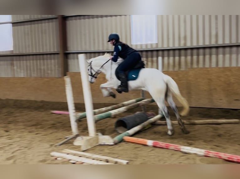 Connemara Merrie 7 Jaar 140 cm Schimmel in Sligo