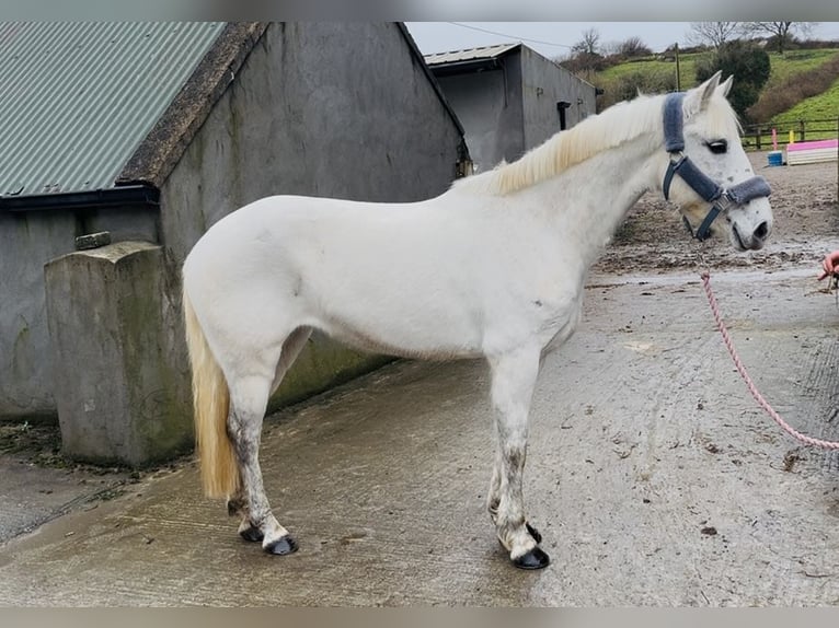 Connemara Merrie 7 Jaar 140 cm Schimmel in Sligo