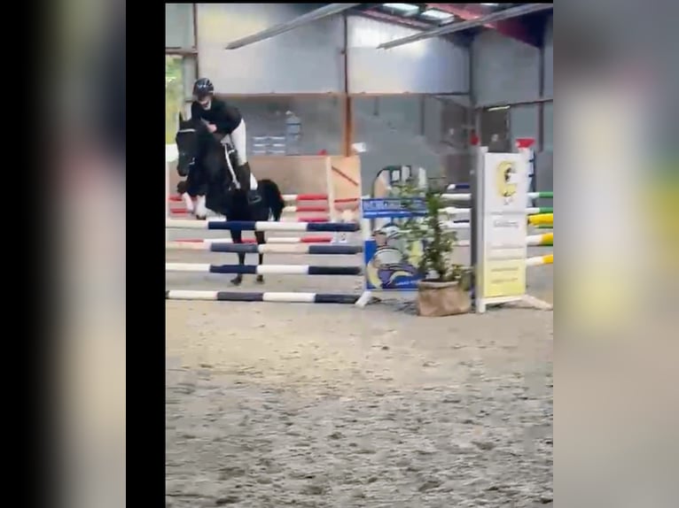 Connemara Mix Merrie 7 Jaar 143 cm Zwart in Großheide Westerende