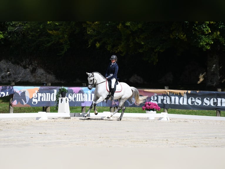 Connemara Merrie 7 Jaar 145 cm Schimmel in Rousson