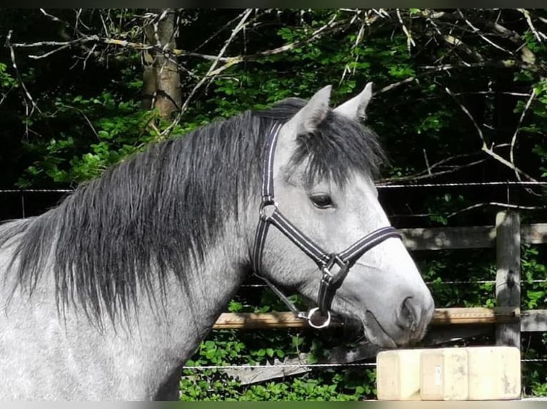 Connemara Merrie 7 Jaar 145 cm Schimmel in Weilburg