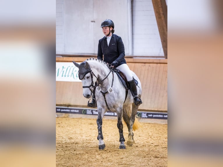 Connemara Merrie 7 Jaar 146 cm Schimmel in Brakel