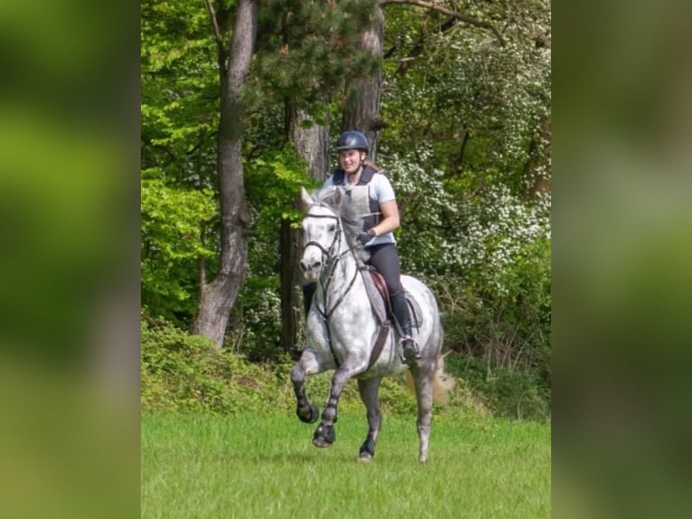 Connemara Merrie 7 Jaar 146 cm Schimmel in Brakel