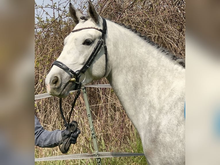 Connemara Merrie 7 Jaar 146 cm Zwartschimmel in Lisberg