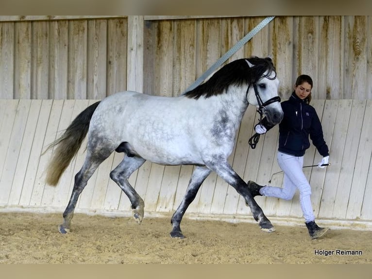 Connemara Merrie 7 Jaar 146 cm Zwartschimmel in Lisberg