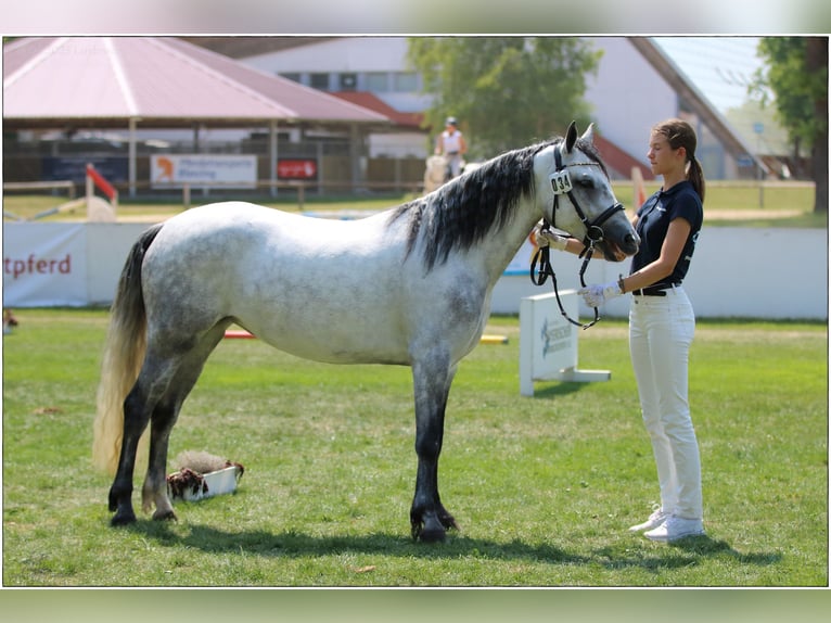 Connemara Merrie 7 Jaar 146 cm Zwartschimmel in Lisberg