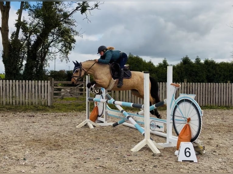 Connemara Merrie 7 Jaar 147 cm Falbe in Mountrath, Co. Laois