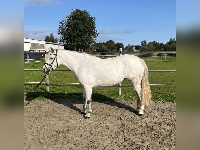 Connemara Merrie 7 Jaar 148 cm Schimmel in Garding