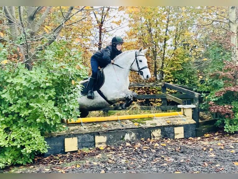 Connemara Merrie 7 Jaar 155 cm Schimmel in Mountrath