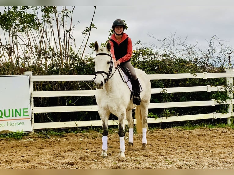 Connemara Merrie 7 Jaar 155 cm Schimmel in Mountrath