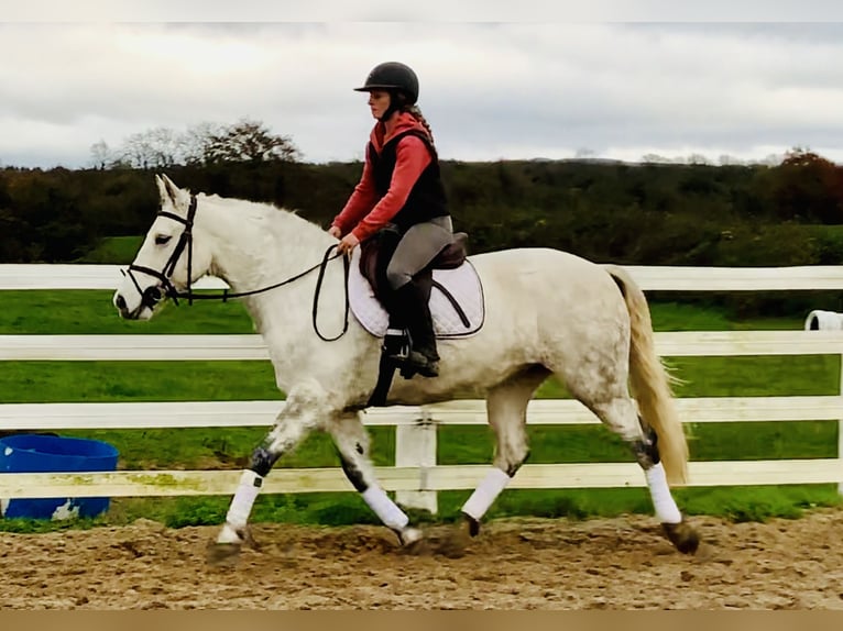 Connemara Merrie 7 Jaar 155 cm Schimmel in Mountrath