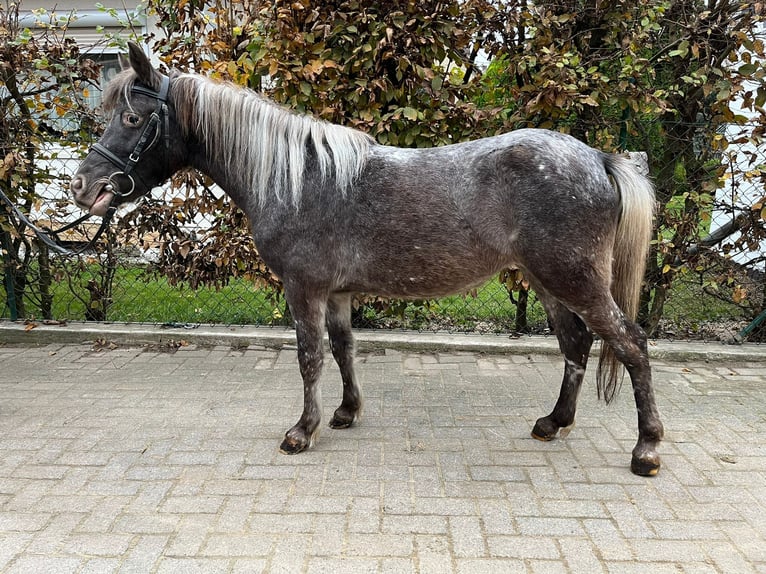 Connemara Merrie 8 Jaar 122 cm Zwartschimmel in EinbeckEinbeck