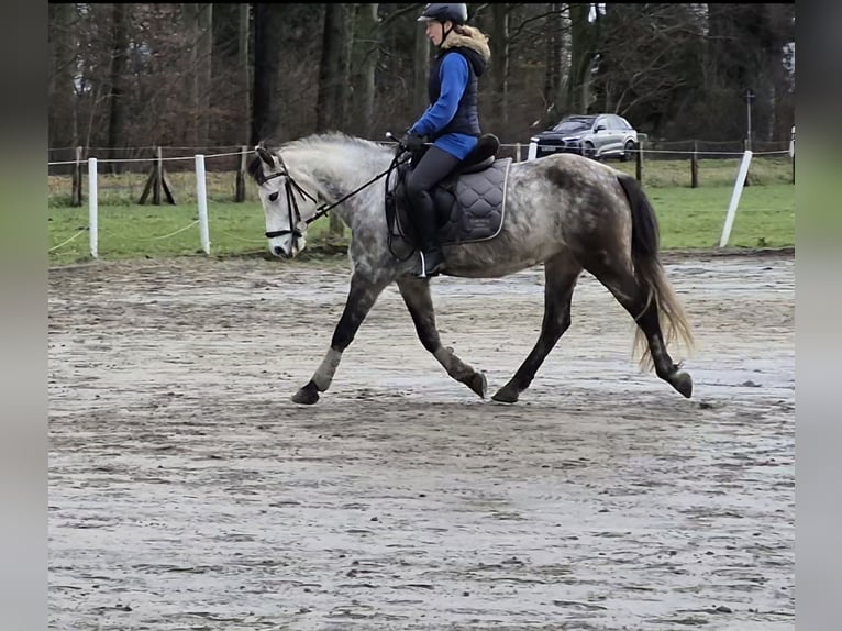 Connemara Mix Merrie 8 Jaar 145 cm Schimmel in Herten