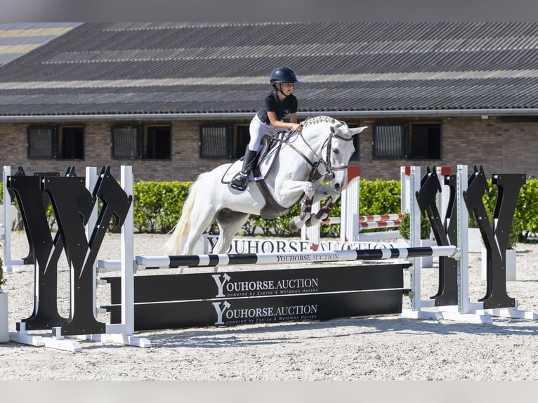Connemara Merrie 8 Jaar 145 cm Schimmel in Waddinxveen