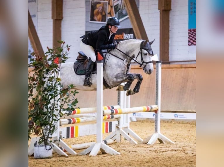 Connemara Merrie 8 Jaar 146 cm Schimmel in Brakel