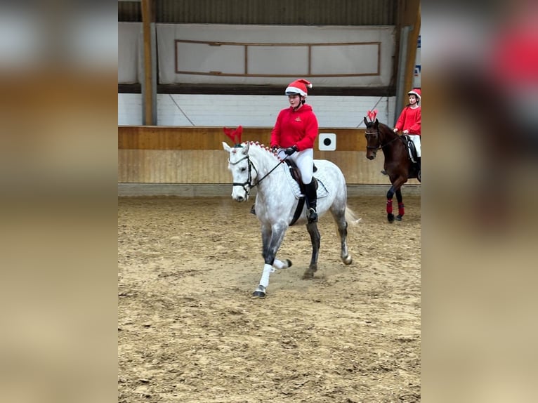 Connemara Merrie 8 Jaar 146 cm Schimmel in Brakel