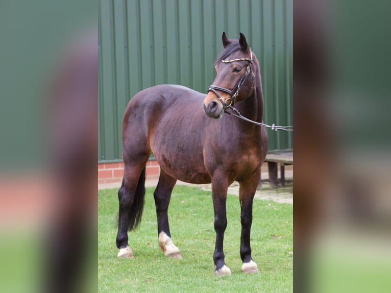 Connemara Mix Merrie 8 Jaar 148 cm Bruin in Niederlangen