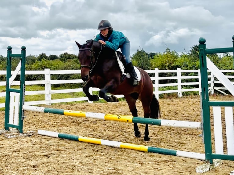 Connemara Merrie 8 Jaar 148 cm Bruin in Mountrath