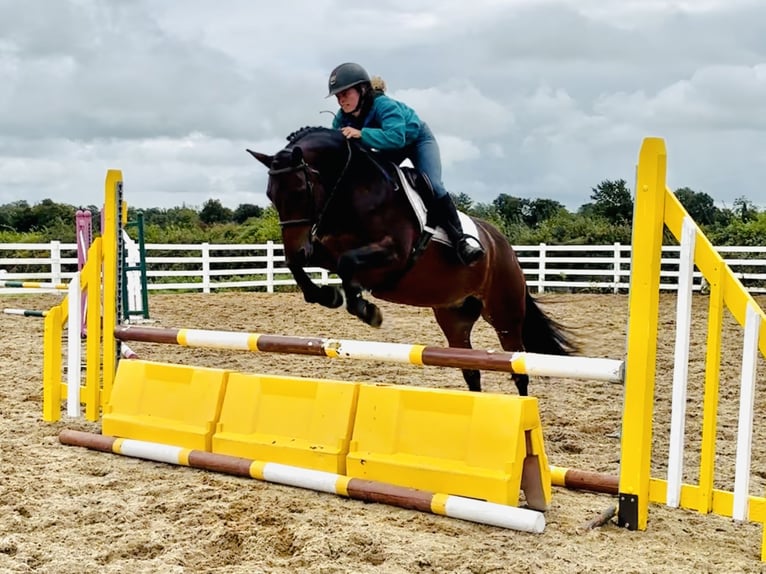 Connemara Merrie 8 Jaar 148 cm Bruin in Mountrath